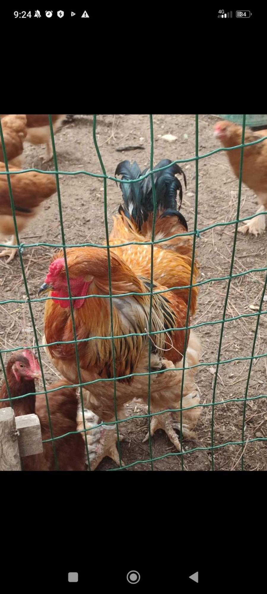 Mobilhome Vintage Dans Camping A La Ferme Ponteilla Luaran gambar